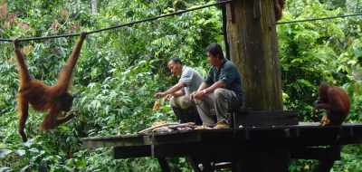 Multicentre holidays to Kuala Lumpur, Borneo and Penang
