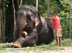 Holidays to Elephant Hills and Khao Sok National Park, Thailand