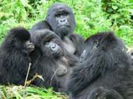 Gorilla trekking in Rwanda and Uganda