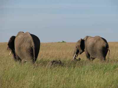 Safari plus Beach holidays to Kenya and Tanzania