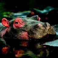 Holidays to Botswana