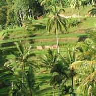 Holidays to Ubud, holidays to Lombok - Rice terraces near Ubud, Bali
