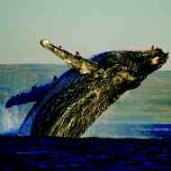 Holidays to South Africa