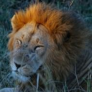 Holidays to Kruger, Johannesburg, Durban & the East