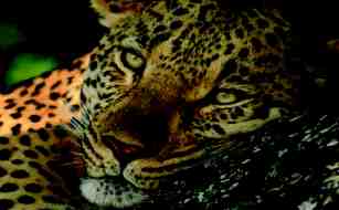 Holidays to the Kwa Madwala Game Reserve, near Kruger South Africa