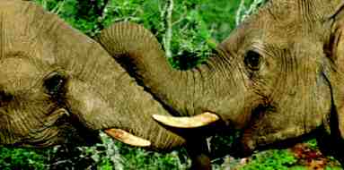 Holidays to Nkambeni Tented Camp, Kruger South Africa