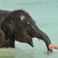 Holidays to Koh Samui - Bath time on Chaweng Beach