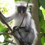 Red Colobus Monkey, Jozani Forest