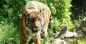 Temple, Tiger & Taj Trails Tour