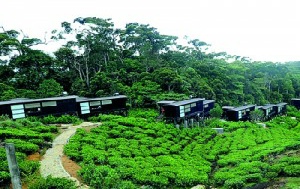 Holidays to the Rainforest Eco Lodge, Sinharaja Rainforest, Sri Lanka