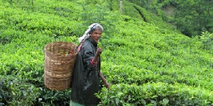 KANDY & NUWARA ELIYA by CAR & DRIVER