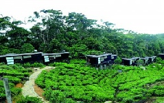 Holidays to the Rainforest Eco Lodge, Sinharaja Rainforest, Sri Lanka