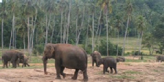 HABARANA & KANDY by CAR & DRIVER