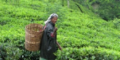 HABARANA, KANDY & NUWARA ELIYA by CAR & DRIVER