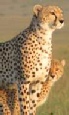 Cheetah Safari plus Zanzibar Holidays
