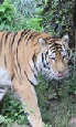 Escorted Tours of India - Temple Tiger and Taj Trails tour