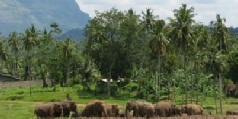 Escorted tours of Sri Lanka - Highlights of Sri Lanka