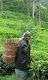 Escorted Tours of Sri Lanka - Definitive Sri Lanka