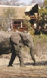 Holiday to the Elephant Plains Game Lodge, Kruger, South Africa