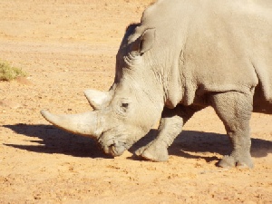 Cape Town, Garden Route & Eastern Cape Safari Fly-Drive Holidays