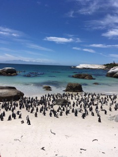 Cape Town, Garden Route & Eastern Cape Safari Fly-Drive Holidays