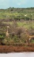 Holiday to the Thanda Private Game Reserve, Hluhluwe South Africa