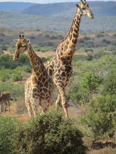 Kruger, the Panorama Route & KwaZulu-Natal Fly-Drive Holiday