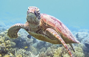 Holidays to Australia with Escape Worldwide - Great Barrier Reef (copyright Tourism Port Douglas and Daintree)