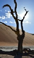 Safari holiday in Namibia - Sossusvlei & Etosha Discovery tour