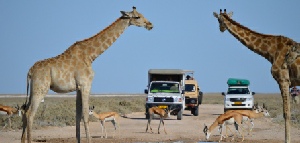 Holiday to Etosha National Park Namibia