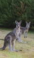 Holidays to Australia with Escape Worldwide - Kangaroos (copyright Tourism Australia / Time Out Australia)
