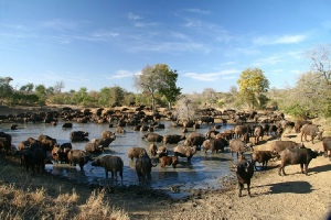 Holiday to the Thornybush Nature Reserve, Kruger, South Africa