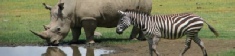 Safari Holidays to East Africa