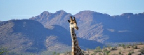 Holiday to Windhoek, Gocheganas & the Waterberg Plateau, Namibia