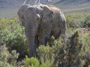 Kruger Safari & Cape Town Twin Centre Holiday