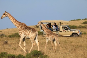 Holiday to the Botlierskop Game Reserve, Mossel Bay, South Africa