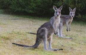 Holidays to Australia with Escape Worldwide - Kangaroos (copyright Tourism Australia / Time Out Australia)