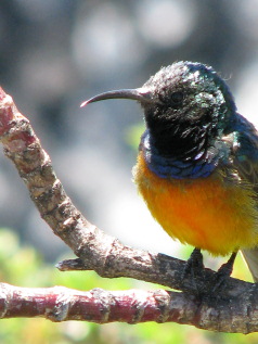 Kruger, the Garden Route & Cape Town Fly-Drive Holidays