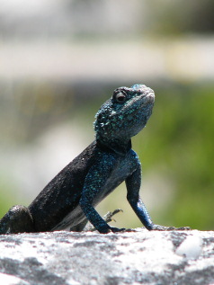 Eastern Cape Safari & the Garden Route Fly-Drive Holidays