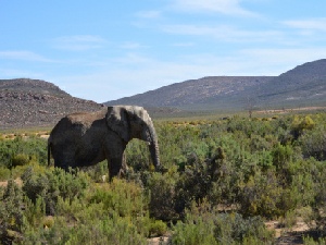 Eastern Cape Safari & the Garden Route Fly-Drive Holidays