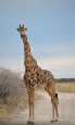 Safari holiday in Namibia - Namibian Air Safari flying safari