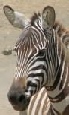 Safari holidays to Kenya with Escape Worldwide