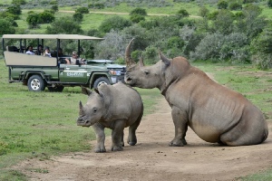 Holiday to the Shamwari Game Reserve, Eastern Cape, South Africa