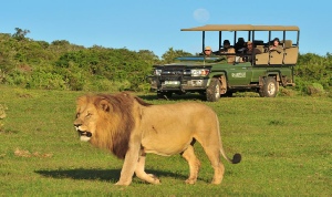Holiday to the Shamwari Game Reserve, Eastern Cape, South Africa