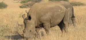 Safari holidays to South Africa with Escape Worldwide