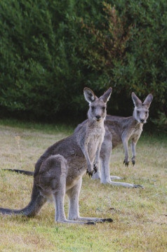 Holidays to Australia with Escape Worldwide - Kangaroos (copyright Tourism Australia / Time Out Australia)