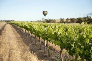 Holidays to Australia with Escape Worldwide - Barossa Valley SA (copyright South Australian Tourism Commission)