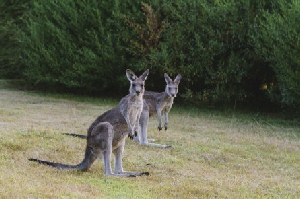 Holidays to Australia with Escape Worldwide - Kangaroos (copyright Tourism Australia / Time Out Australia)