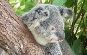 Holidays to Australia with Escape Worldwide - Koala