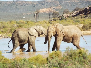 Kruger, the Garden Route & Cape Town Fly-Drive Holidays